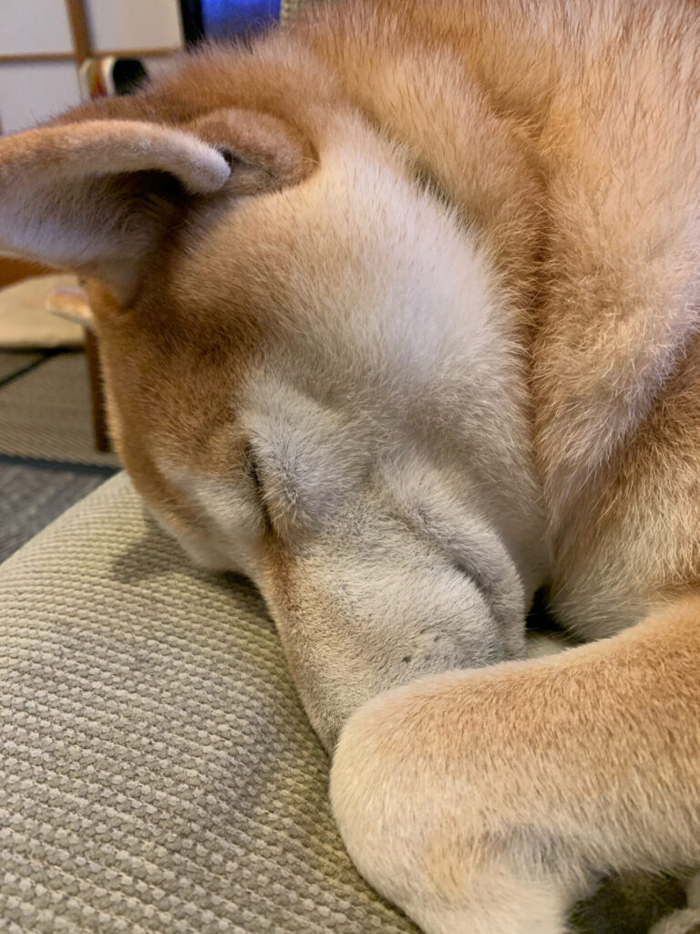 愛犬の寝顔に癒される