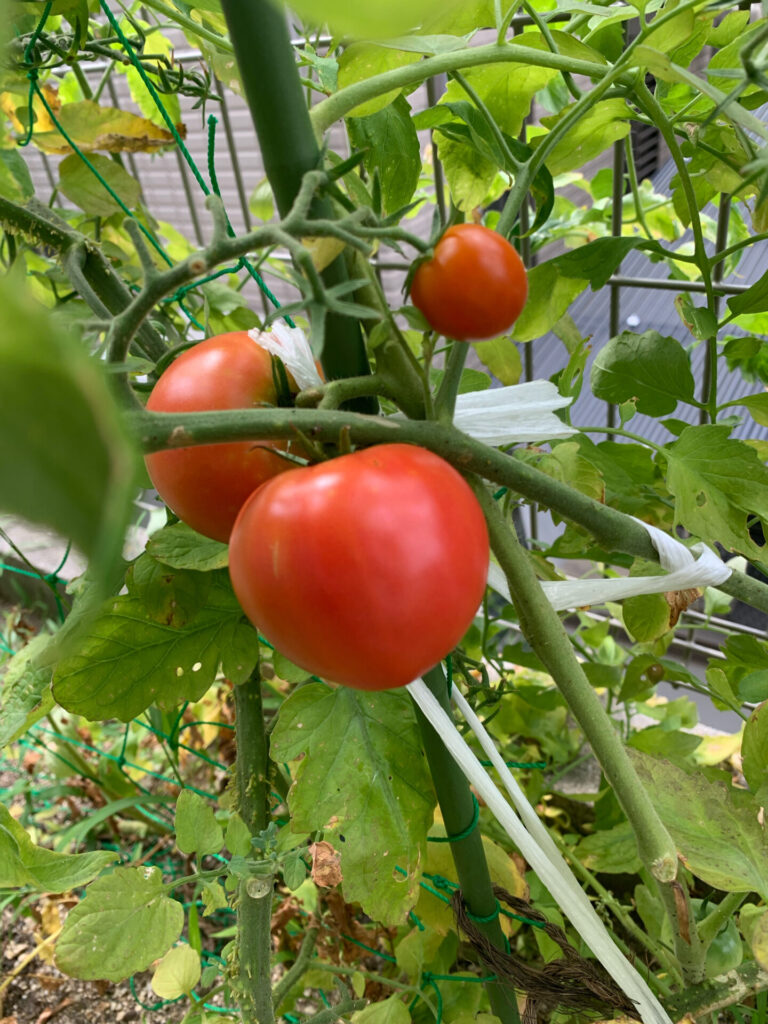 我が家のtomato