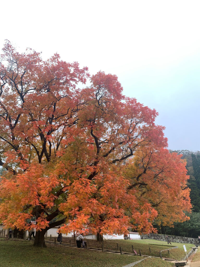 曇りの日の紅葉