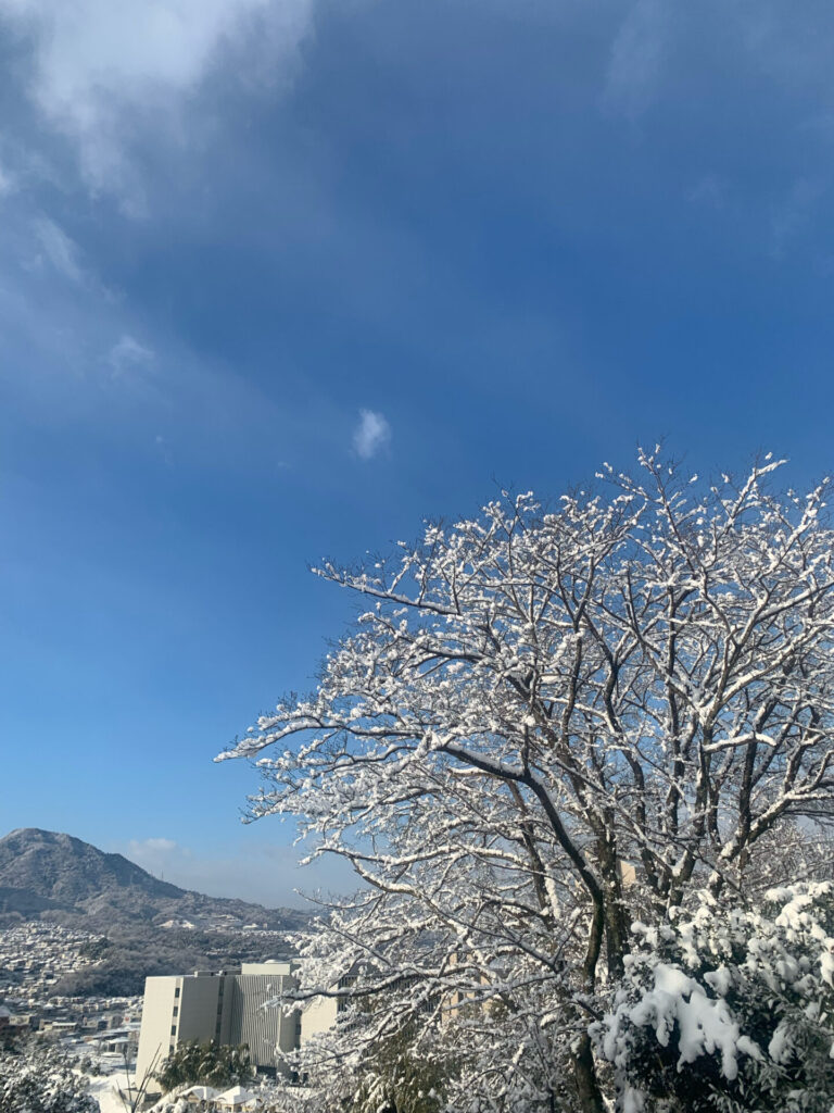 雪木と青空