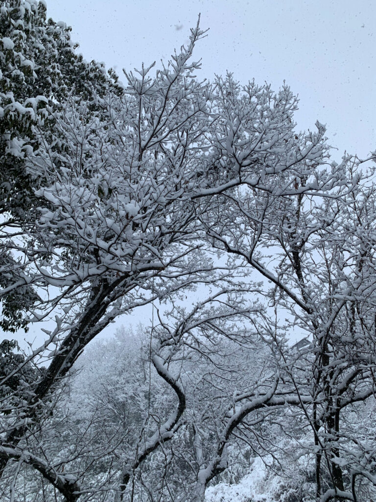 雪景色