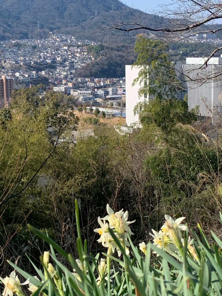 水仙の花